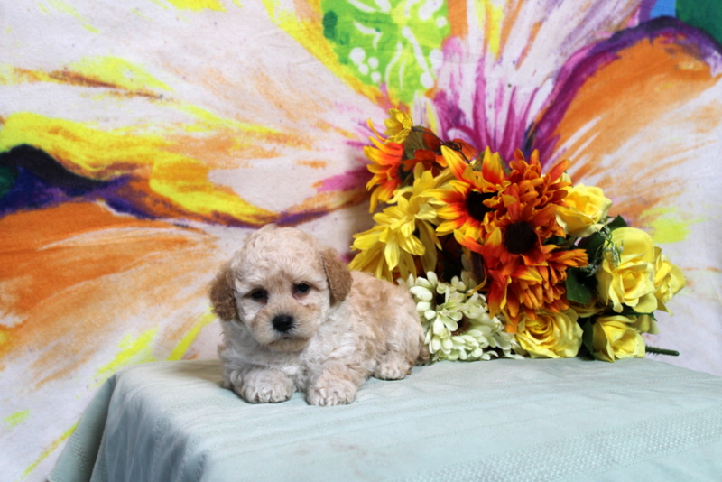 puppy, for, sale, Toy Poodle, Matthew B. Stoltzfus, dog, breeder, Gap, PA, dog-breeder, puppy-for-sale, forsale, nearby, find, puppyfind, locator, puppylocator, aca